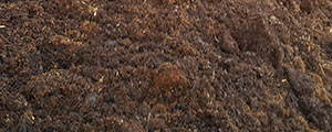 Manure for gardening